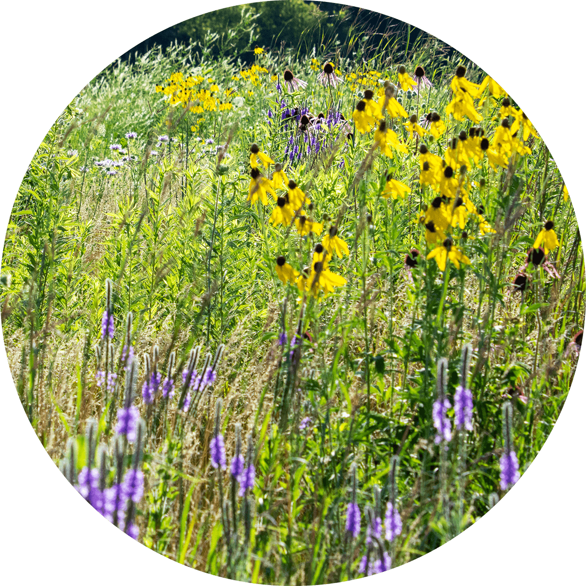 img-sustainability-biodiversity-2x